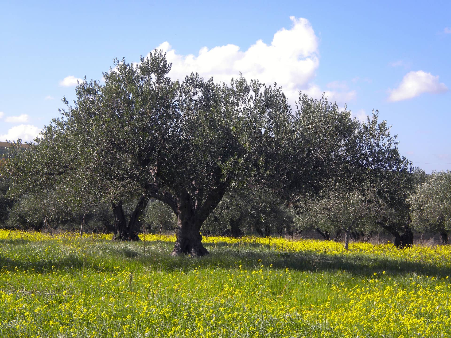 Oleificio Tantaro, olio extra vergine di oliva 100% Siciliano